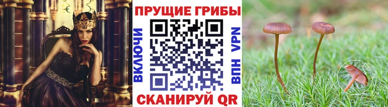 Псилоцибиновые грибы MAGIC MUSHROOMS  Купить закладки  Гулькевичи 